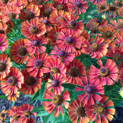 6223573_helenium_mariachi_siesta_01