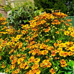 7223601_helenium_peach_sundae_01
