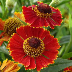 4210963_helenium_poncho_01