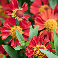 0520514_helenium_ranchera_01