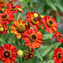 6201408_helenium_rubinzwerg_01