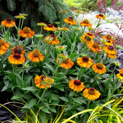 6212574_helenium_short_n_sassy_01