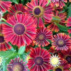 9251099_helenium_siesta_01