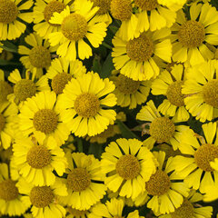 04201100_helenium_sombrero_01