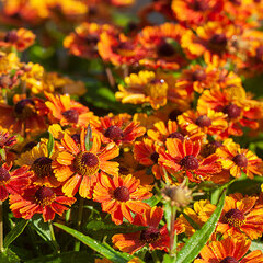 7252869_helenium_strawberry_sundae_10