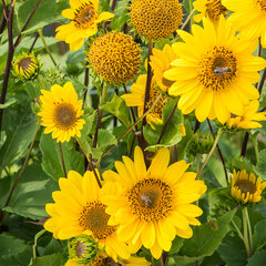 6233968_helianthus_flying_saucers_k1l_01