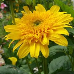 9251626_helianthus_low_down_02