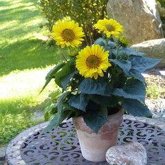 6253584_helianthus_suncatcher_pure_gold_02