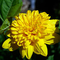 6242487_helianthus_sunshine_daydream_1l_01