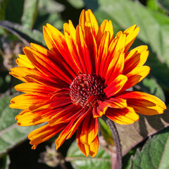 6252575_heliopsis_funky_spinner_04