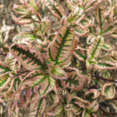 3252200_heliopsis_summer_pink_01