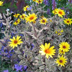 3252200_heliopsis_summer_pink_05