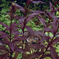 4212844_lobelia_black_truffle_01