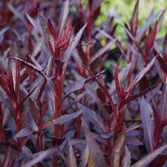 3252070_lobelia_queen_victoria_01