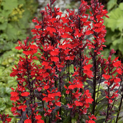 3252070_lobelia_queen_victoria_02