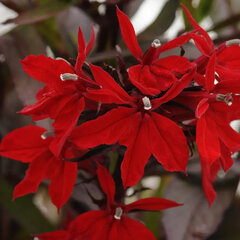 4254622_lobelia_scarlet_bronze_leaved_01