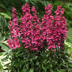 3252803_lobelia_starship_deep_rose_01