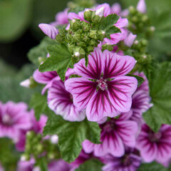 2242623_malva_zebrina_01