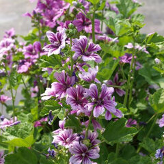 2242623_malva_zebrina_02