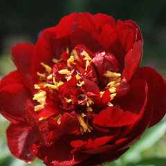 01212460_paeonia_buckeye_belle_01