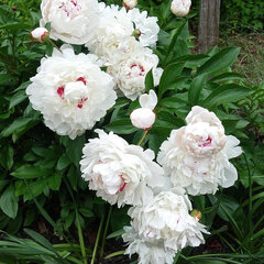 01212349_paeonia_festiva_maxima_01