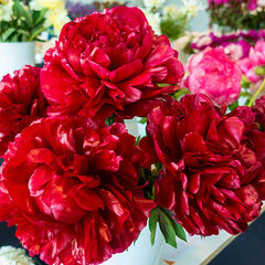 01212459_paeonia_henry_bockstoce_01