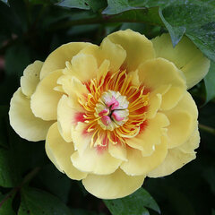 9242356_paeonia_itoh_border_charm_02