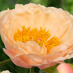10254891_paeonia_kings_day_04