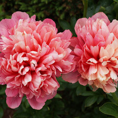 9244078_paeonia_lorelei_04