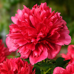 9244068_paeonia_many_happy_returns_01