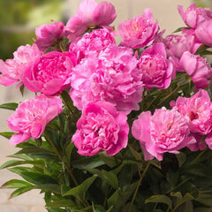 10244492_paeonia_patio_peony_rome_01