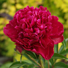 01212461_paeonia_paul_m_wild_01