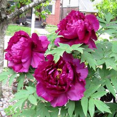 02201565_paeonia_purple_01
