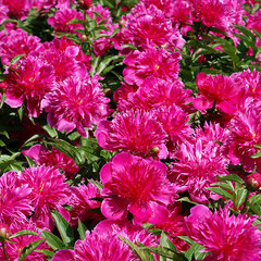 01212358_paeonia_red_spider_01