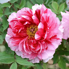 9254895_paeonia_s_3