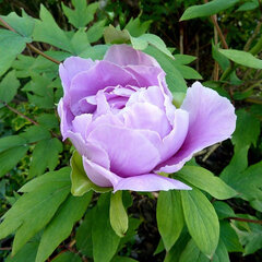 4253817_paeonia_s