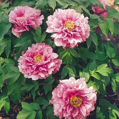 3241564_paeonia_s