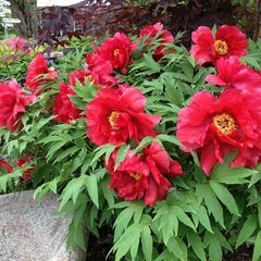 4251566_paeonia_s
