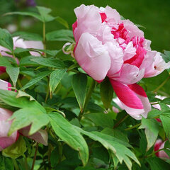 4253470_paeonia_s
