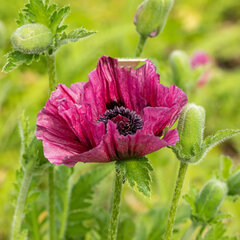 3254516_papaver_bolero_03