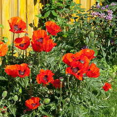 2244107_papaver_brilliant_01