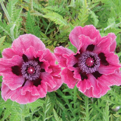 3201837_papaver_central_park_01