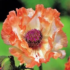 1223182_papaver_flamingo_01