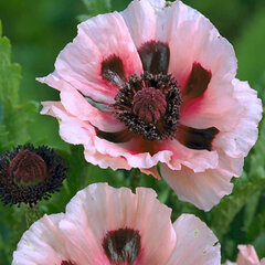 1222462_papaver_little_dancing_girl_01