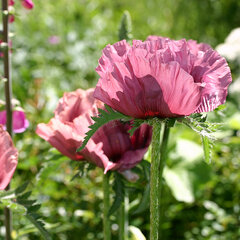 1223181_papaver_little_patty_plum_01