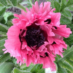6254686_papaver_pink_perfection_02