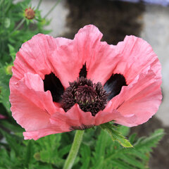 6254686_papaver_pink_perfection_03