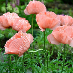 10202380_papaver_prinz