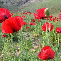 2212464_papaver_red_pearl_01