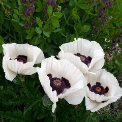 3251890_papaver_royal_wedding_03